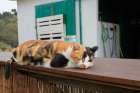 Mijas, Spain. Feral farm cat Art Print